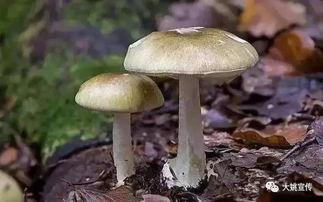 吃瓜网曝揭秘黑料蘑菇视频,蘑菇视频背后的惊人黑料