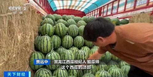 乐亭今日瓜价行情,新鲜瓜果价格走俏，市民抢购热潮涌动