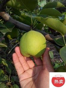 陕西大荔今日瓜价,瓜果飘香，价格波动一览”
