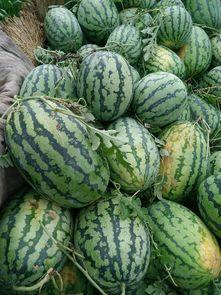 今日无籽瓜交易,市场供需动态解析
