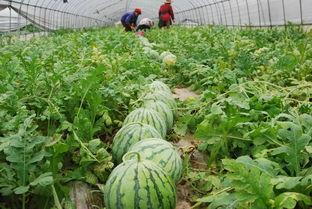 今日昌黎小瓜价格,今日行情一览