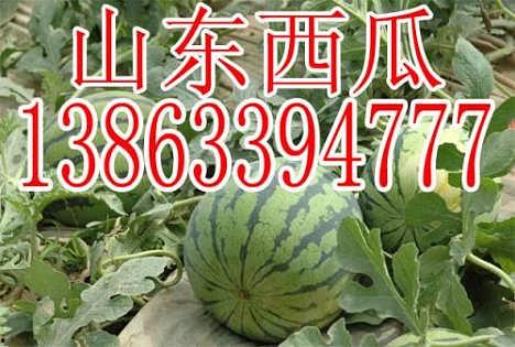 山东吊瓜今日价格,市场行情实时解析