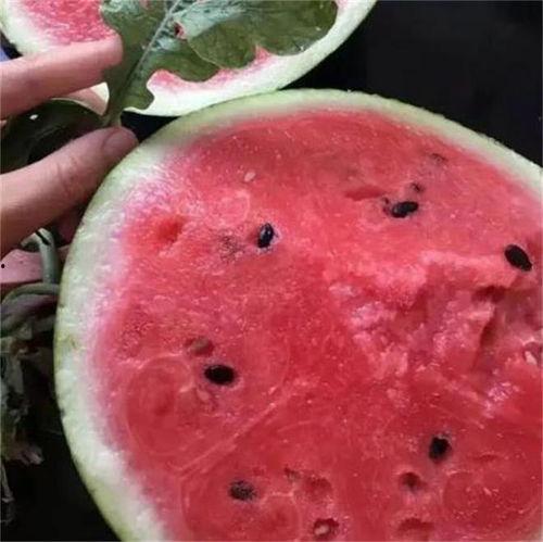 河南麒麟瓜今日行情,丰收喜人，价格稳中有升