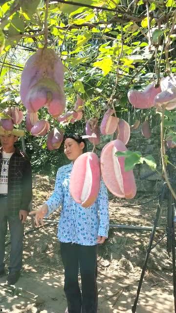 八月瓜的热门视频,揭秘神秘果实魅力与食用方法