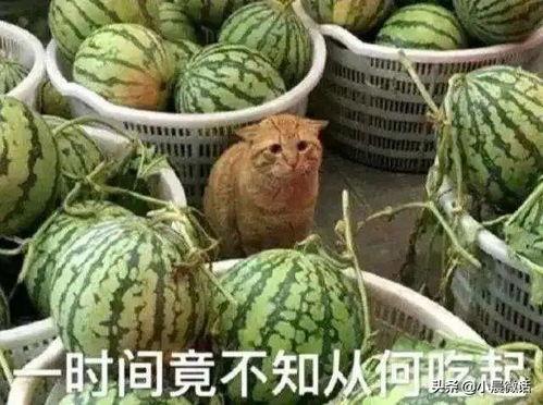 今日开启吃瓜模式,娱乐圈新鲜事一网打尽！