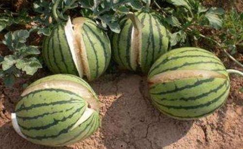 西宁吃瓜热门事件真相,真相与误解的交织