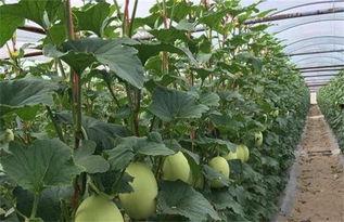 哈密瓜种植热门话题,揭秘高效栽培技术与市场前景