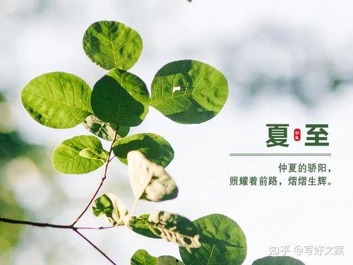 摘吊瓜热门文案短句搞笑,吊瓜界的欢乐喜剧