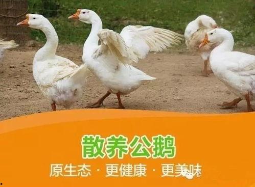 八鹅吃瓜菌娱乐圈