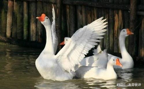 八鹅吃瓜菌娱乐圈