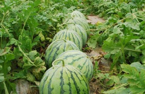 热门大瓜云南话叫什么,云南方言版“热门大瓜”揭秘