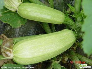 热门大瓜云南话叫什么,云南方言版“热门大瓜”揭秘