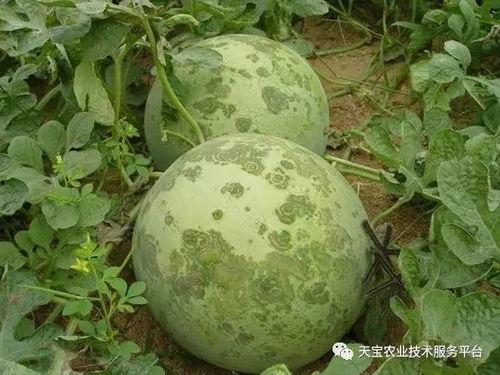 南充吃瓜爆料公司电话是多少,电话号码大公开！